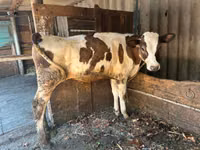 Toro, Ganado vacuno — foto 3