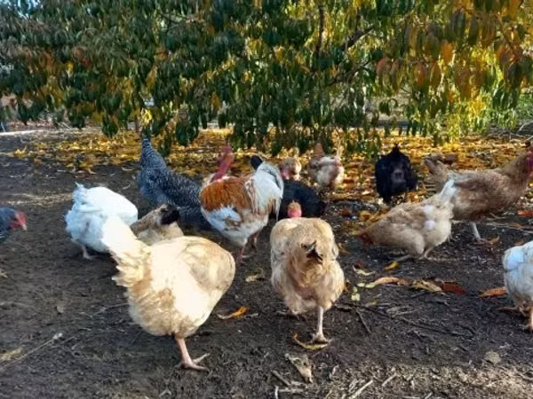 Danish hen