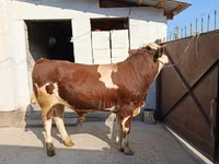 Bulle, Simmental cattle — Foto 2