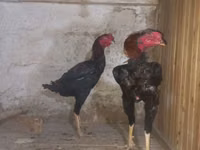 Australian Pit Game fowl — photo 2