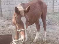 خيول (دفعة، الجنس غير محدد), الخيول — الصورة 3