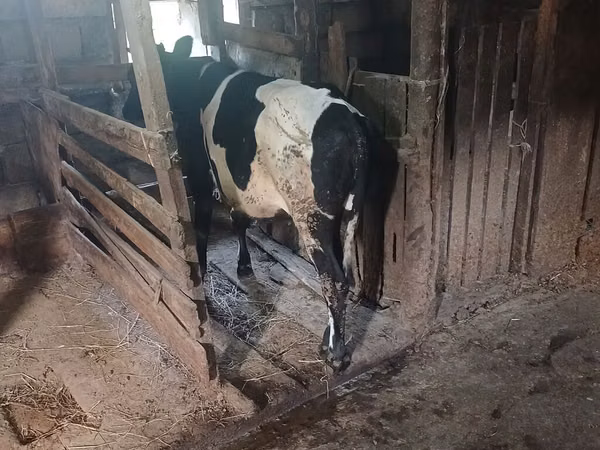 Kuh, Holstein-Rasse