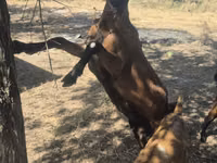 बकरी, Nubian Goat — फ़ोटो 6