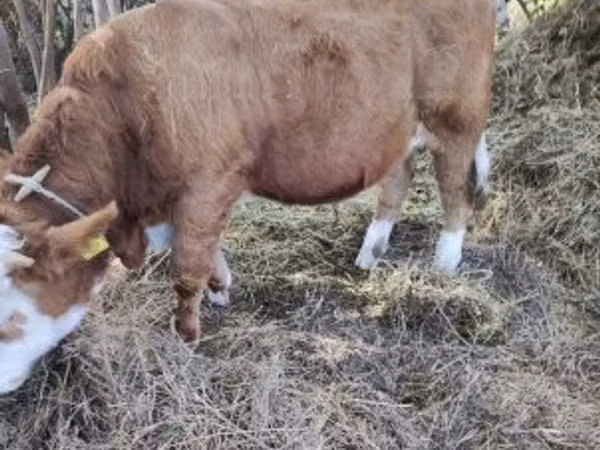 Бух, Simmental cattle