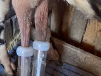 عنزة, Gembrong goats — الصورة 4