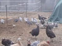 Guinea fowl — फ़ोटो 3