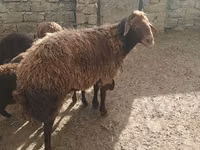 كبش, الأغنام — الصورة 4