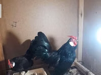 Chickens — photo 5
