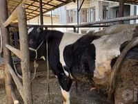 Bull, Russian Black pied cattle — photo 2
