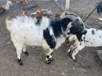 बकरा, Nigerian dwarf goats — फ़ोटो 2