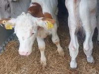 ثور, Simmental cattle — الصورة 2