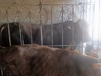 Bull, Cattle — photo 1