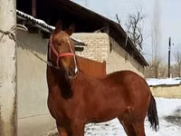 घोड़ा, Karabair horse — फ़ोटो 4