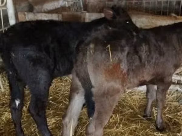 母牛, Limousin cow