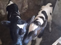 Toro, Raza Holstein — foto 2