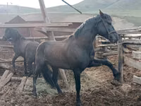 घोड़ा, Altai horse — फ़ोटो 4