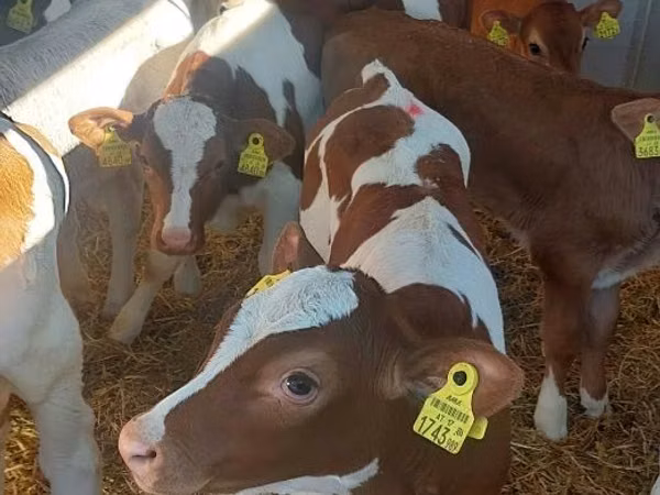 Bulle, Simmental cattle