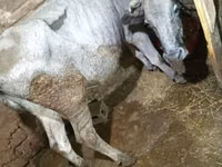 Cow, Cattle — photo 2
