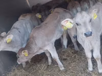 ثور, Simmental cattle — الصورة 6