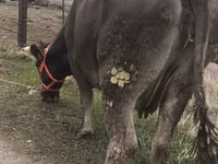 母牛, Alatau breed — 照片 4