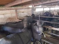 Ram, Sheep — photo 1