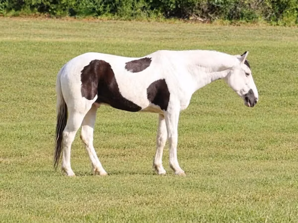 घोड़ा, American paint horse