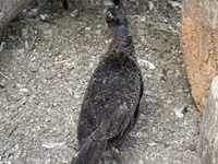 Danish hen — photo 3
