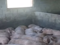 Мэгж — 4 зураг