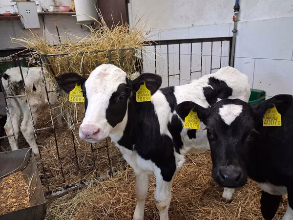 Bulle, Russian Black pied cattle