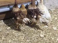 لوهمان براون — الصورة 3