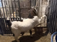 Billy Goat, Kamori goats — photo 4