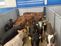 मवेशी (लॉट, लिंग निर्दिष्ट नहीं), Simmental cattle — फ़ोटो 2