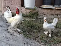 Chickens — الصورة 5