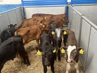 أبقار (دفعة، الجنس غير محدد), Simmental cattle — الصورة 3
