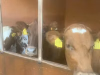 Kuh, Swiss cattle — Foto 1