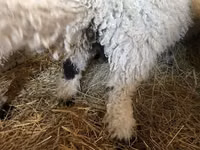 كبش, Wallis Country sheep — الصورة 4
