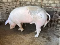 Boar, Pigs — photo 1