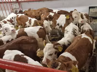 Cattle (batch, sex not specified), Simmental cattle — photo 2