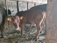 Bull, Cattle — photo 8