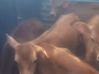 Bull, Cattle — photo 1