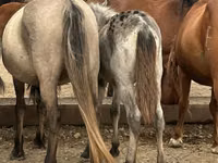 خيول (دفعة، الجنس غير محدد), Kazakh horse — الصورة 4