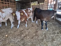 Bulle, Simmental cattle — Foto 5