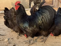 الأندلسية الزرقاء — الصورة 2