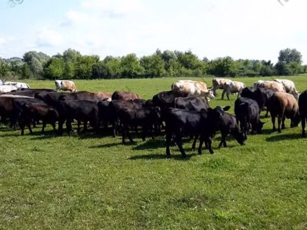 Cow, Aberdeen-Angus