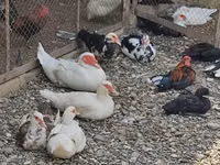 Chickens — Foto 3