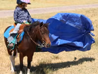 公马, Pinto horses — 照片 6