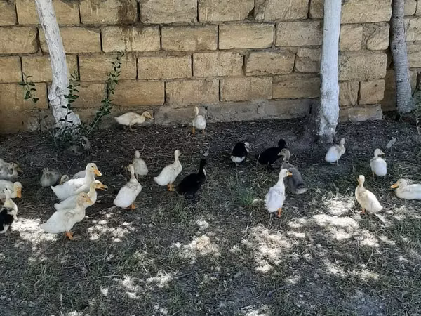 Deutscher Pekin
