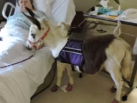 Mare, Miniature horse — photo 1