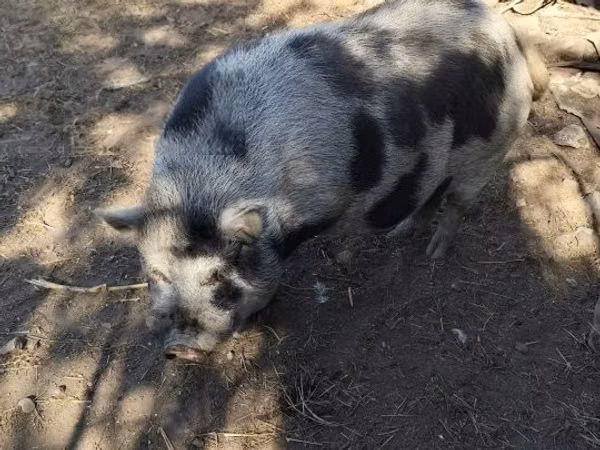 Boar, 