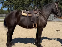 Yegua, Percheron — foto 3
